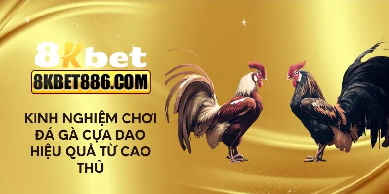 Kinh nghiệm chơi đá gà cựa dao hiệu quả từ cao thủ