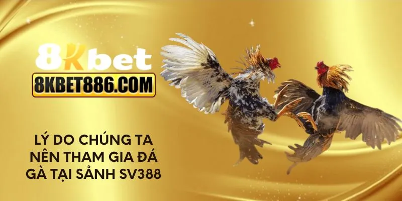 Lý do chúng ta nên tham gia đá gà tại sảnh SV388
